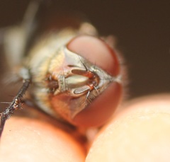Pollenia angustigena
