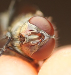 Pollenia angustigena