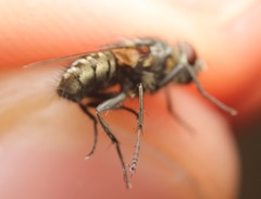 Pollenia angustigena