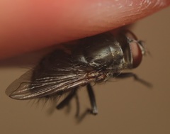 Pollenia angustigena