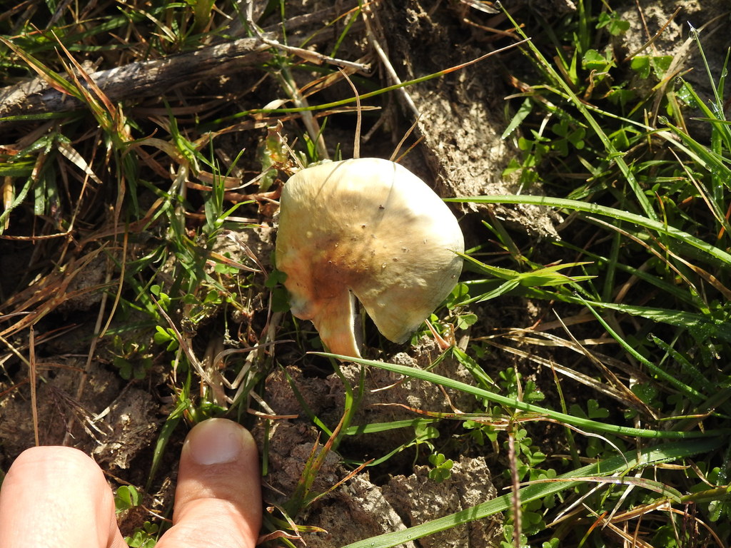 Psilocybe cubensis · June 2021 · photo: © elbeltrocco (iNaturalist, cc-by)