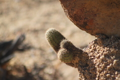 Echinocereus sciurus