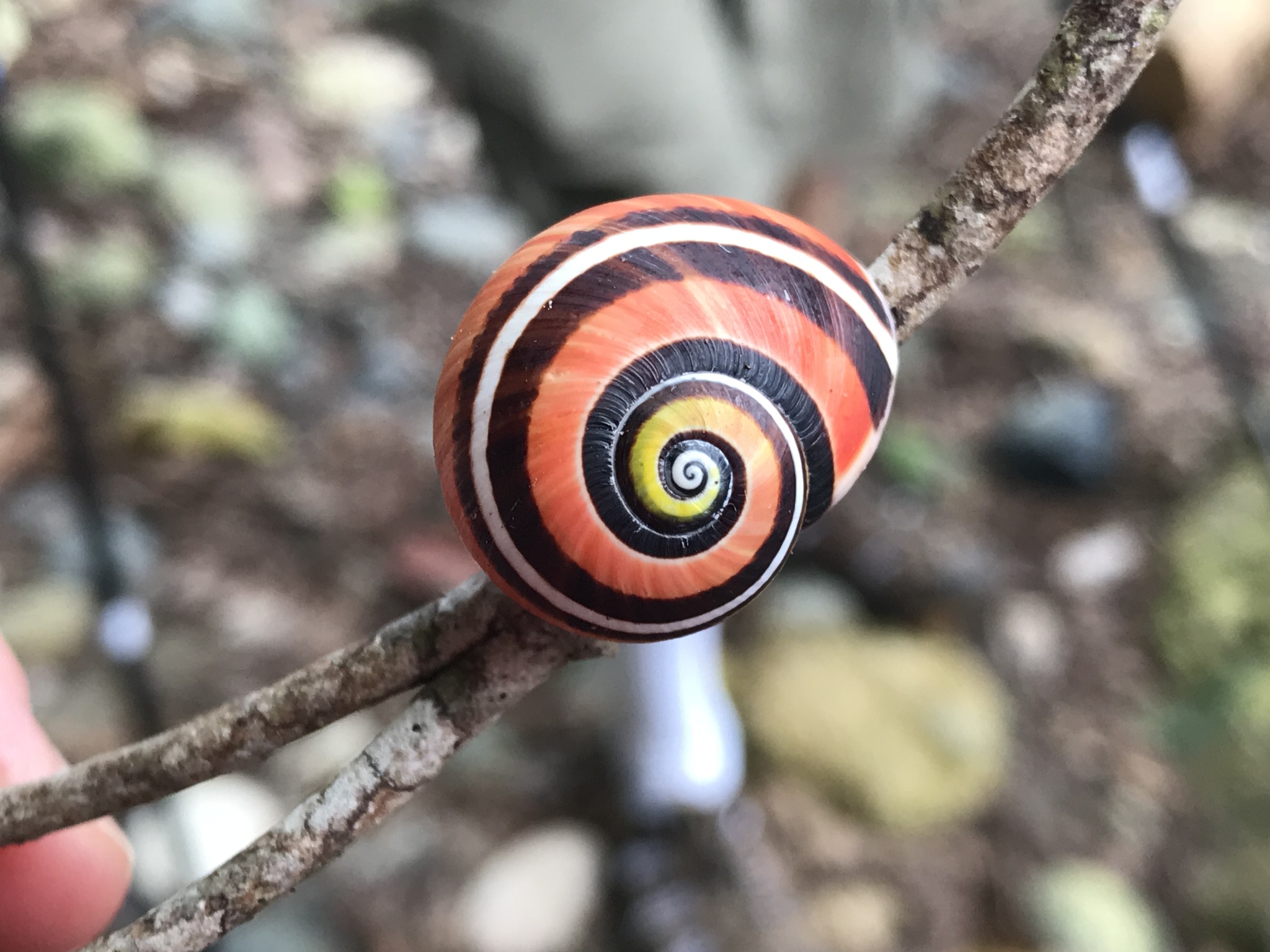 https://inaturalist-open-data.s3.amazonaws.com/photos/13725281/original.jpg