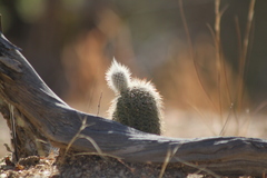 Echinocereus sciurus