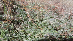 Acmispon heermannii heermannii