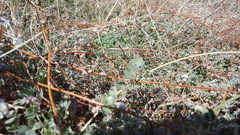 Acmispon heermannii heermannii