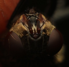 Pollenia angustigena