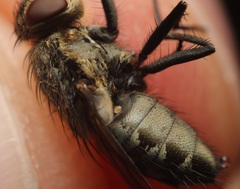 Pollenia angustigena