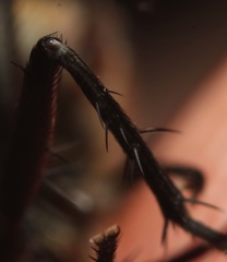 Pollenia angustigena