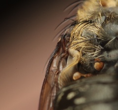 Pollenia angustigena