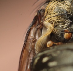 Pollenia angustigena