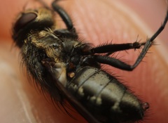 Pollenia angustigena