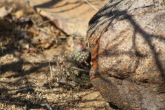 Echinocereus sciurus