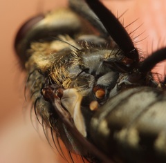 Pollenia angustigena