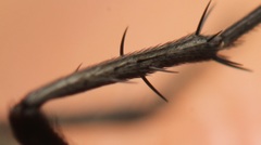 Pollenia angustigena