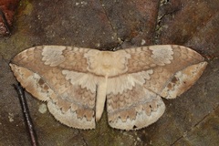 Sphingognatha asclepiades