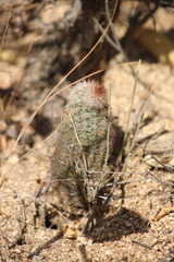 Echinocereus sciurus