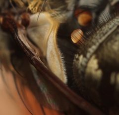 Pollenia angustigena