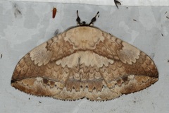 Sphingognatha asclepiades