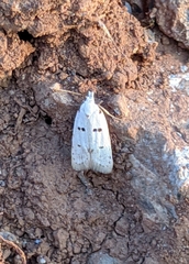 Stibaromacha ratella