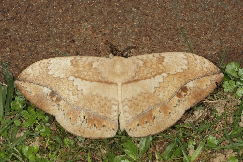 Sphingognatha
