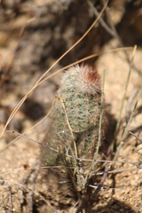 Echinocereus sciurus