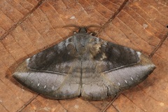 Ganisa similis