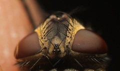 Pollenia angustigena