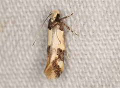 Macrobathra hamaxitodes