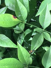 Pseudocercospora nandinae