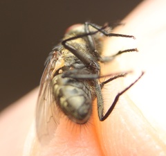 Pollenia angustigena