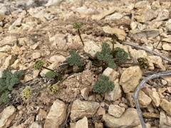 Cymopterus minimus