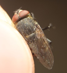 Pollenia angustigena