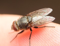 Pollenia angustigena