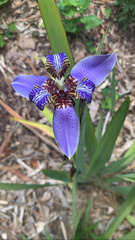 Trimezia coerulea