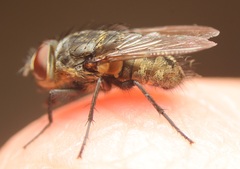 Pollenia angustigena