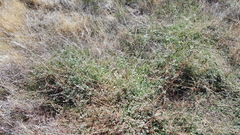 Acmispon heermannii heermannii