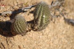 Echinocereus sciurus