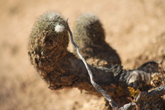 Echinocereus sciurus