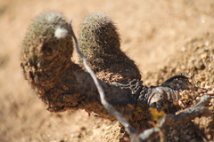 Echinocereus sciurus