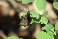Erynnis persius