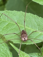 Leiobunum calcar