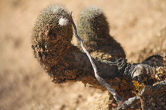 Echinocereus sciurus