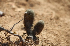 Echinocereus sciurus