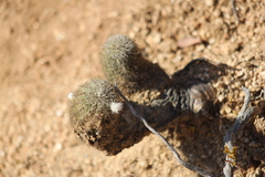 Echinocereus sciurus