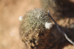 Echinocereus sciurus