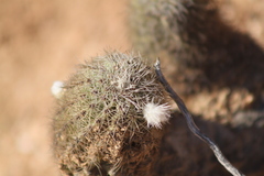 Echinocereus sciurus