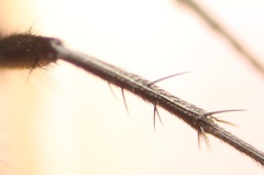 Pollenia angustigena