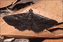 Chrysolarentia severata