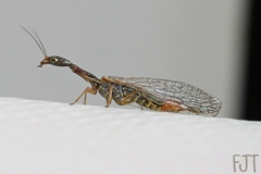 Raphidiidae